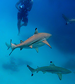 201_Blue_lagoon_Sharks_Haie_Rangiroa.jpg, 12kB