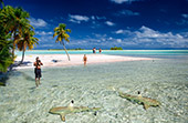tahiti057_Shark_Fakarava_Atol_French_Polynesia.jpg, 16kB