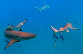 tahiti194_Sharks_Blue_Lagoon_Rangiroa.jpg, 10kB