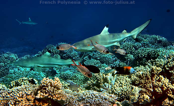 tahiti197_Fakarava_Atoll_Passe-Sud_Grey_reef_shark.jpg, 19kB