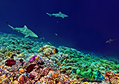 tahiti226_Fakarava_Atoll_Passe-Sud_Grey_reef_shark.jpg, 20kB