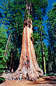 Sequoia Nationalpark, Sierra Nevada, California, USA, Photo Nr.: usa028