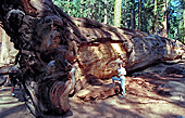 Sequoia Nationalpark, Sierra Nevada, California, USA, Photo Nr.: usa031
