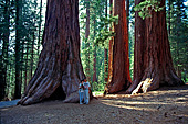Sequoia Nationalpark, Sierra Nevada, California, USA, Photo Nr.: usa033
