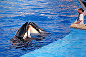 SeaWorld San Diego, USA, Photo Nr.: usa053