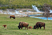 425_Yellowstone_National_Park.jpg, 13kB