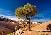 642_Bryce_Canyon_National_Park.jpg, 12kB