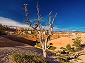 646_Bryce_Canyon_National_Park.jpg, 14kB