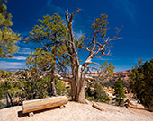 650_Bryce_Canyon_National_Park.jpg, 16kB