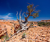 678_Bryce_Canyon_National_Park.jpg, 17kB