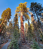 914_Sequoia_National_Park.jpg, 21kB