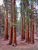 917_Sequoia_National_Park.jpg, 15kB