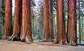 920_Sequoia_National_Park.jpg, 12kB