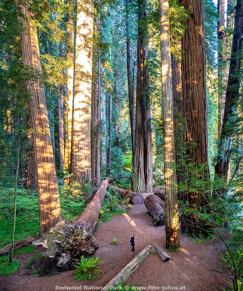 1127_Redwood_National_Park.jpg, 299kB