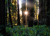1142_Redwood_National_Park.jpg, 13kB