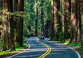 1144_Redwood_National_Park.jpg, 15kB