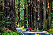 1145_Redwood_National_Park.jpg, 15kB