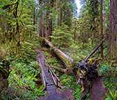 1149_Redwood_National_Park.jpg, 21kB