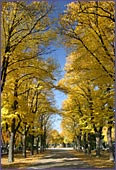 Austria, Vienna, Zentralfriedhof, Photo Nr.: W1459
