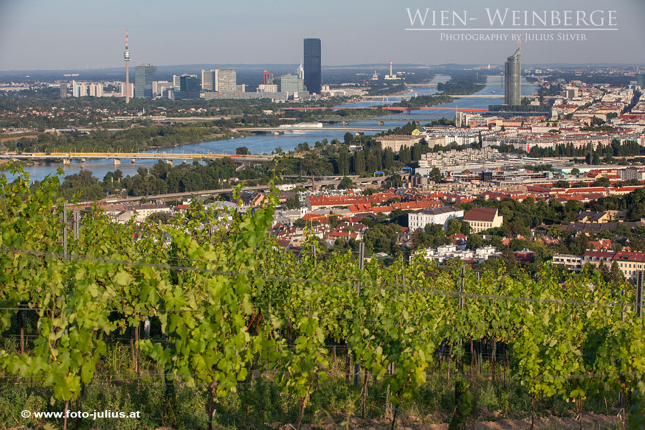 W6662a_Weinberge_Wien.jpg, 468kB