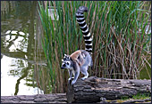 Vienna, Zoo, Lemuren, Ring Tailed Lemur, Photo Nr.: W4486