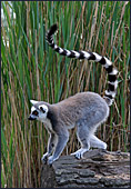 Vienna, Zoo, Lemuren, Ring Tailed Lemur, Photo Nr.: W4487