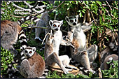 Vienna, Zoo, Lemuren, Ring Tailed Lemur, Photo Nr.: W4489