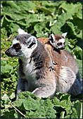 Vienna, Zoo, Lemuren, Ring Tailed Lemur, Photo Nr.: W4492