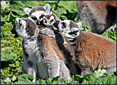 Vienna, Zoo, Lemuren, Ring Tailed Lemur, Photo Nr.: W4494