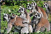 Vienna, Zoo, Lemuren, Ring Tailed Lemur, Photo Nr.: W4495