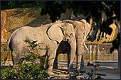 Vienna, Zoo, African Elephant, Afrikanischer Elefant, Photo Nr.: W4503