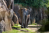 Vienna, African Elephant, Afrikanischer Elefant, Zoo, Photo Nr.: W4519