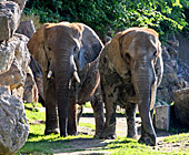 Vienna, African Elephant, Afrikanischer Elefant, Zoo, Photo Nr.: W4520