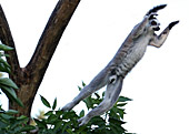 Vienna, Zoo, Lemuren, Ring Tailed Lemur, Photo Nr.: W4524