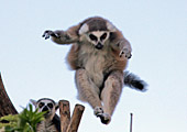 Vienna, Zoo, Lemuren, Ring Tailed Lemur, Photo Nr.: W4528