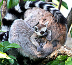 Vienna, Zoo, Lemuren, Ring Tailed Lemur, Photo Nr.: W4529