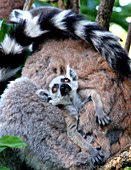 Vienna, Zoo, Lemuren, Ring Tailed Lemur, Photo Nr.: W4530
