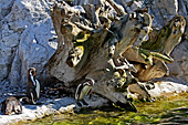Vienna, Zoo, Peruvian Penguin, Humboldt Pinguin, Photo Nr.: W4549