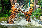 Vienna, Zoo, Sibirischer Tiger, Photo Nr.: W4644