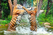 Vienna, Zoo, Sibirischer Tiger, Photo Nr.: W4645