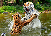 Vienna, Zoo, Sibirischer Tiger, Photo Nr.: W4647