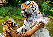 Vienna, Zoo, Sibirischer Tiger, Photo Nr.: W4648