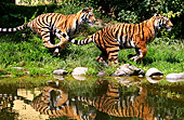 Vienna, Zoo, Sibirischer Tiger, Photo Nr.: W4649
