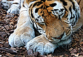 Vienna, Zoo, Sibirischer Tiger, Photo Nr.: W4653