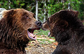 y013_Brown_Bears_Yellowstone.jpg, 16kB
