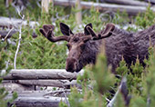 y015_Moose_Yellowstone.jpg, 17kB