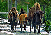 Yellowstone National Park, Bisons, Photo Nr.: y028