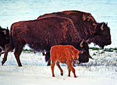 Yellowstone National Park, Bisons, Photo Nr.: y030
