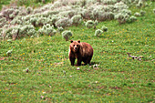 Yellowstone National Park, Grizzly Bear, Photo Nr.: y060