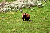 y060_Grizzly_Bear_Yellowstone.jpg, 17kB
